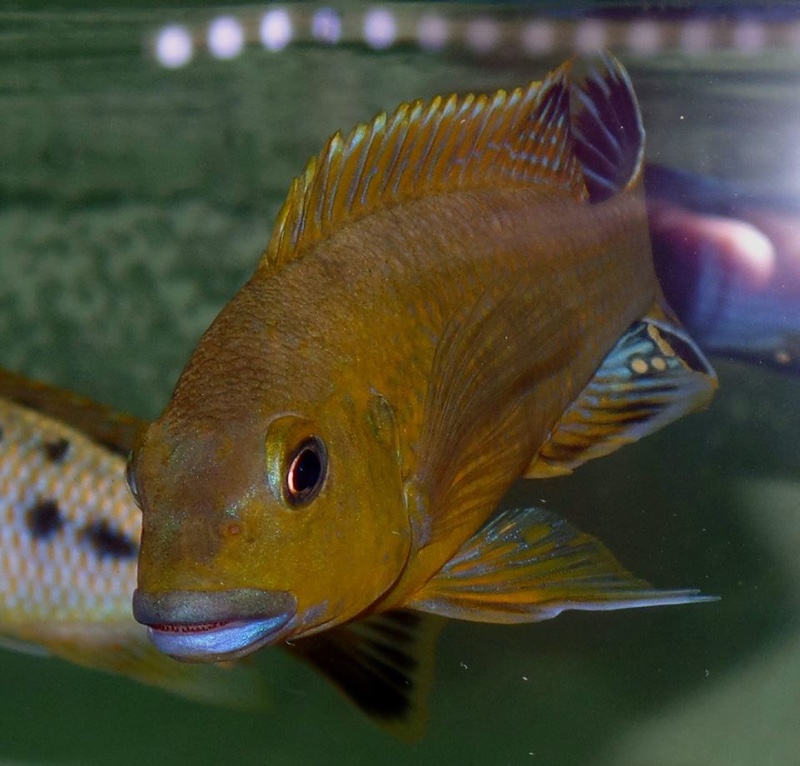 Pseudotropheus sp. 'williamsi north' Makonde